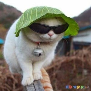 Meet your Posher, Pepper